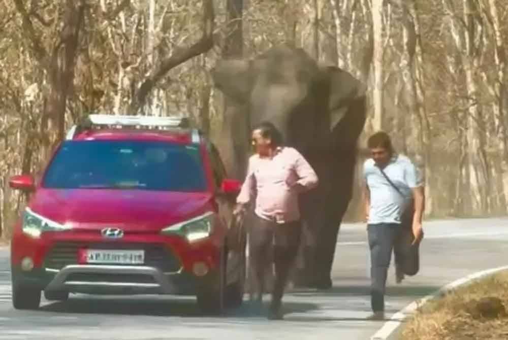 Seekor gajah dilihat mengejar dua lelaki yang cuba berswafoto dengan haiwan itu. Foto Agensi