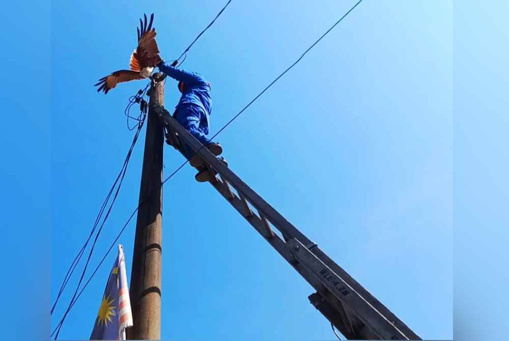 
Anggota APM menyelamatkan seekor burung helang yang tersangkut pada tiang elektrik di Kampung Lubok Jambu, Kota Bharu pada Isnin.