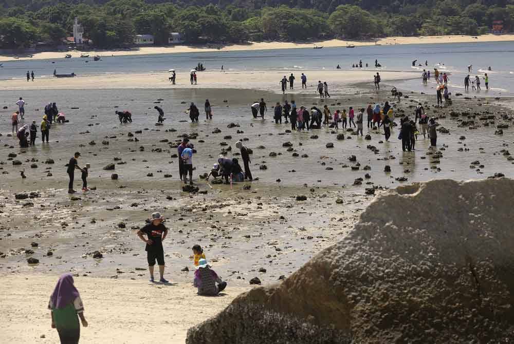 Para pelancong menangkap hasil laut yang timbul akibat air surut ketika menyeberang ke Pulau Giam, bagi merasai fenomena air surut yang berlaku pada pertengahan Februari setiap tahun ketika tinjauan hari ini. Foto Bernama