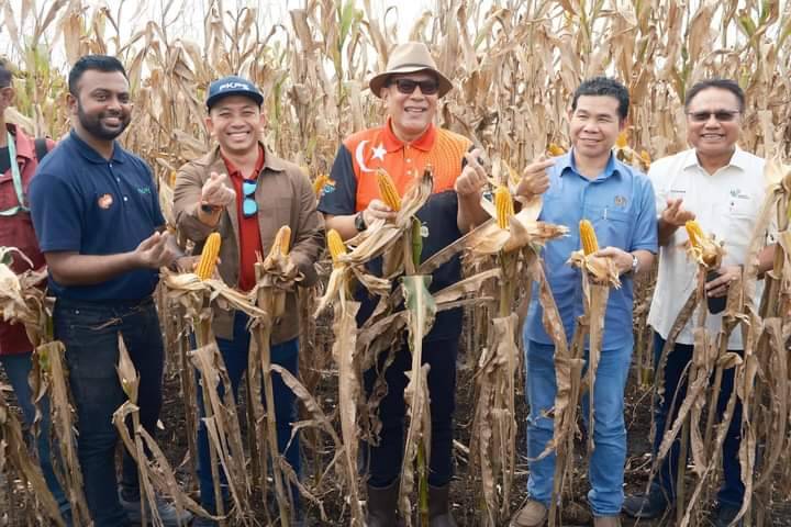 Mohamad Khairil (dua dari kiri) ketika mengiringi Izham (tengah) yang melawat tapak projek tanaman itu bagi melihat hasil tuaian pertama sebelum ini.