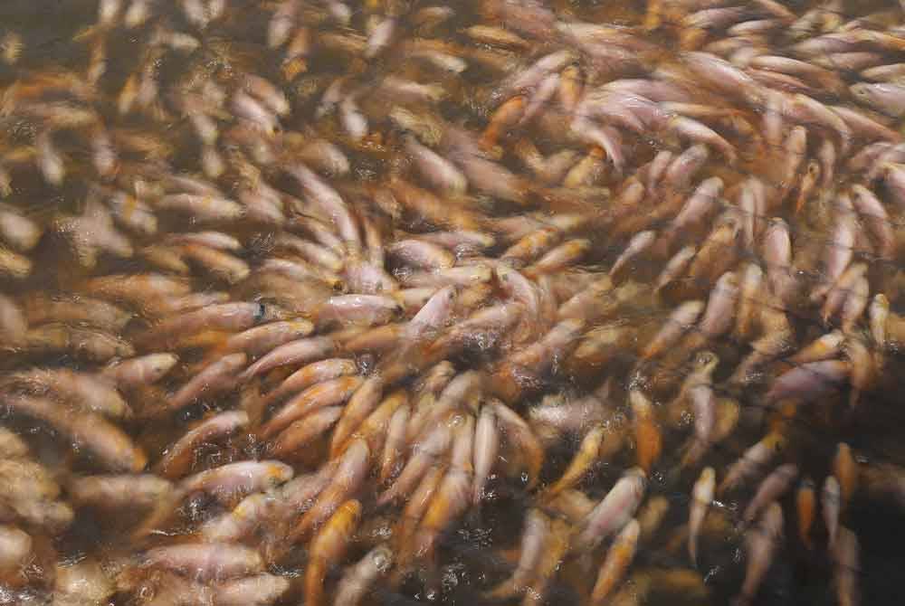 Sebanyak 2,000 ekor anak ikan tilapia dilepaskan ke dalam satu sangkar untuk diusahakan peserta.