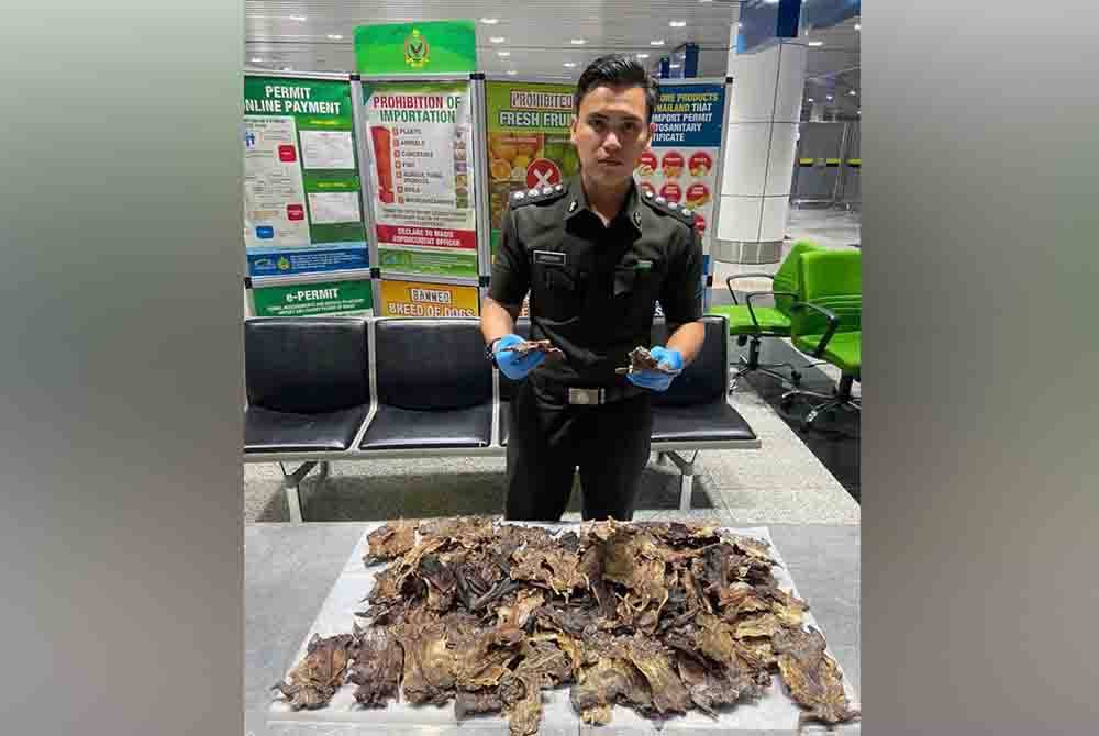 Pegawai Maqis menunjukkan tikus salai yang dirampas di KLIA, Isnin lalu.