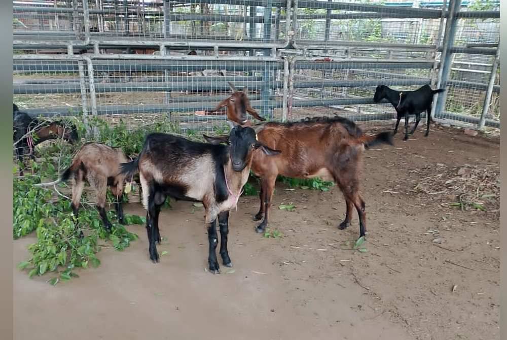 Antara kambing yang akan dilelong oleh MBKT di pusat tahanan haiwan kawasan Perindustrian Chendering pada Isnin depan. Foto MBKT