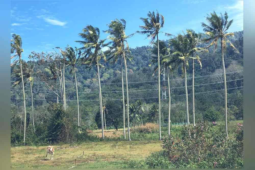 Fenomena angin kencang yang melanda di kawasan Kota baru-baru ini.