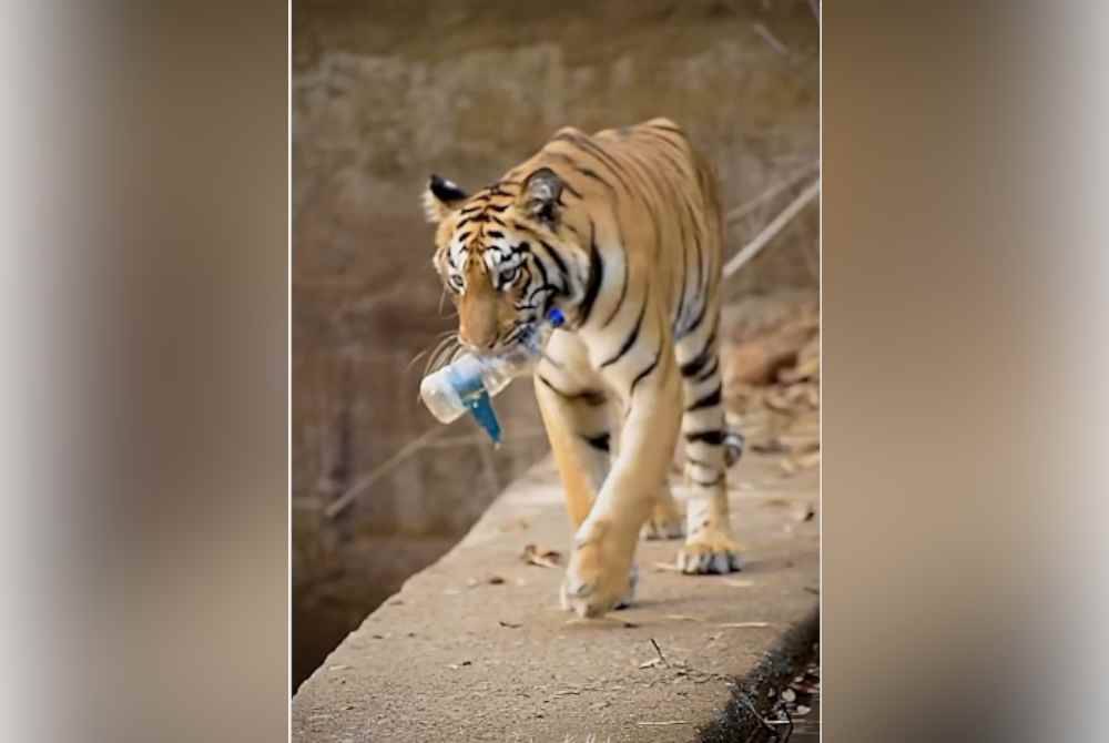 Seekor harimau di Taman Negara Tadoba, Maharashta mengutip bekas botol plastik dari lubang air dan melemparkan depan jurugambar. Agensi