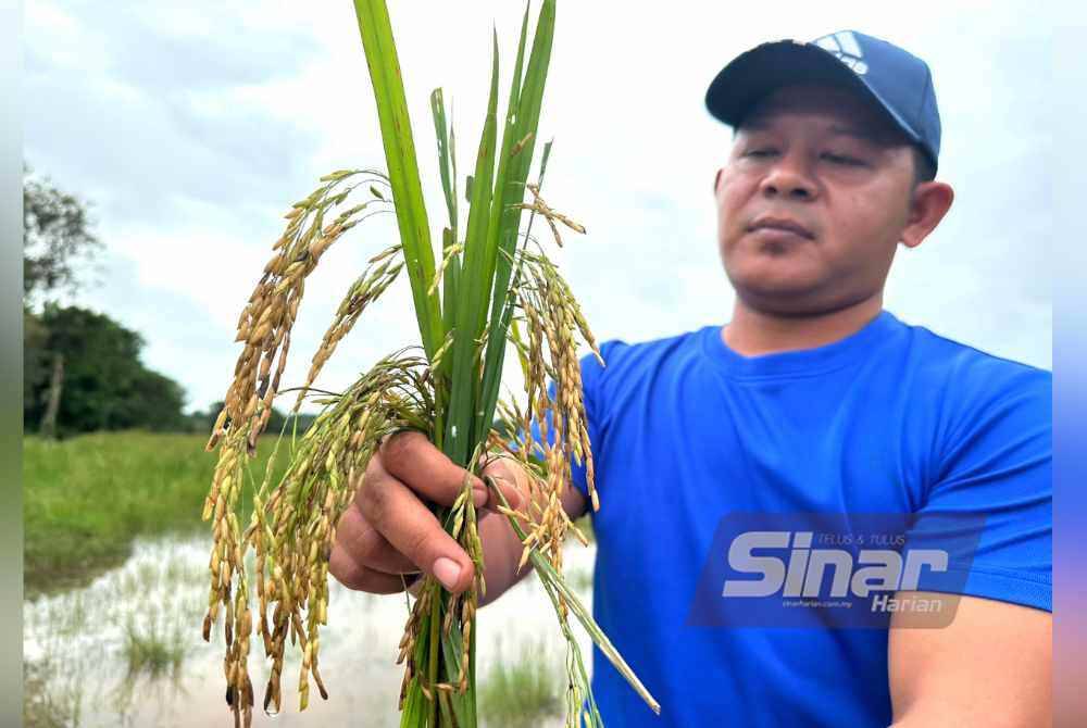 Ketiadaan empangan dan penyusutan kawasan jelapang antara punca prestasi hasil padi di bawah KADA ketinggalan berbanding tiga agensi pertanian lain. Gambar hiasan