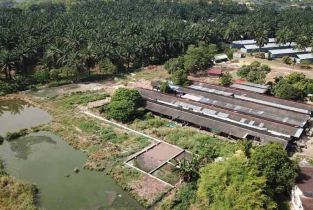 JPV arahkan sebuah ladang ternakan babi di perkampungan Sungai Lembu di Bukit Mertajam ditutup selepas ia didakwa menyebabkan pencemaran Sungai Kulim dan Sungai Air Merah. Foto JAS Kedah