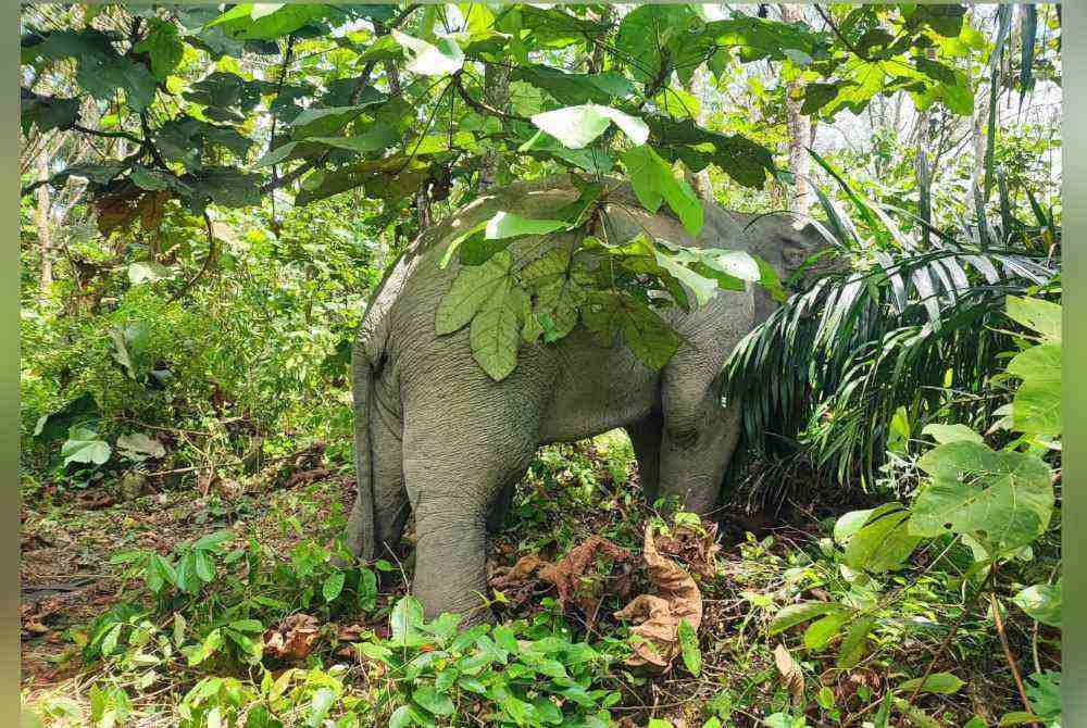 Gajah yang berjaya ditangkap di Kampung Melayu Mardi, Kluang pada Sabtu. Foto Perhilitan