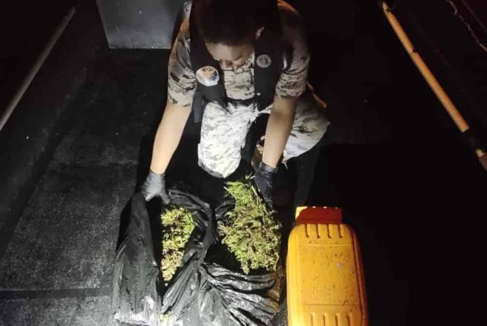 Hasil pemeriksaan mendapati terdapat dua kilogram daun ganja segar dalam tong kuning ini.