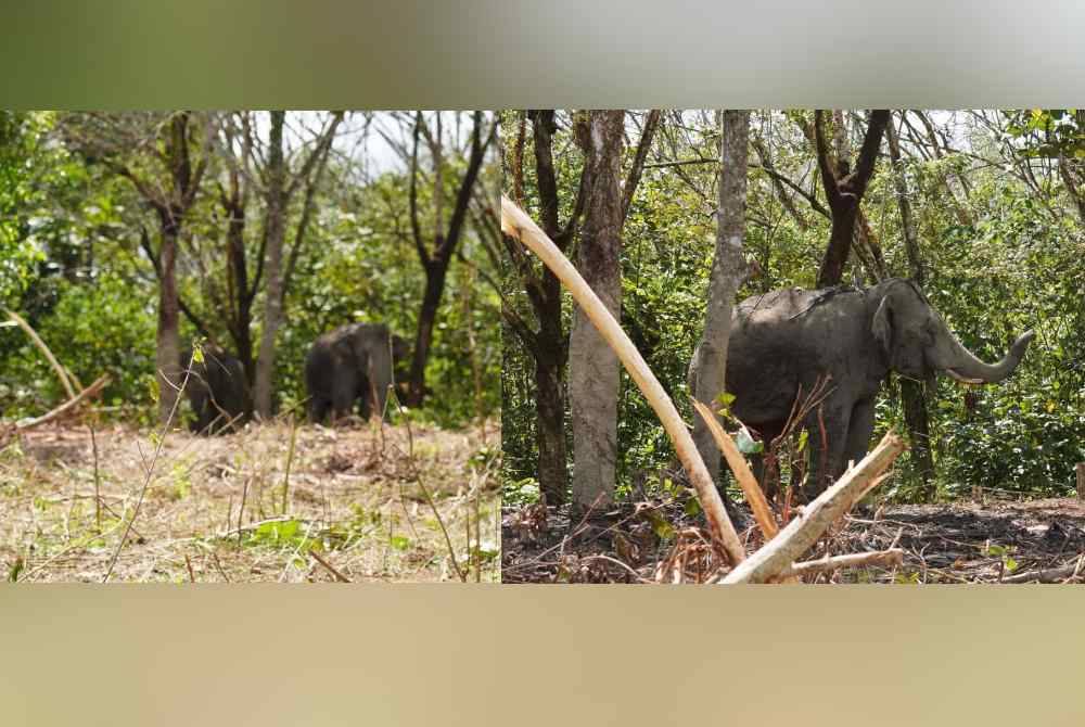 Perhilitan Johor berjaya menangkap dua ekor gajah jantan dewasa dalam operasi yang dijalankan sejak dua minggu lalu. - Foto: FB Ah Soon