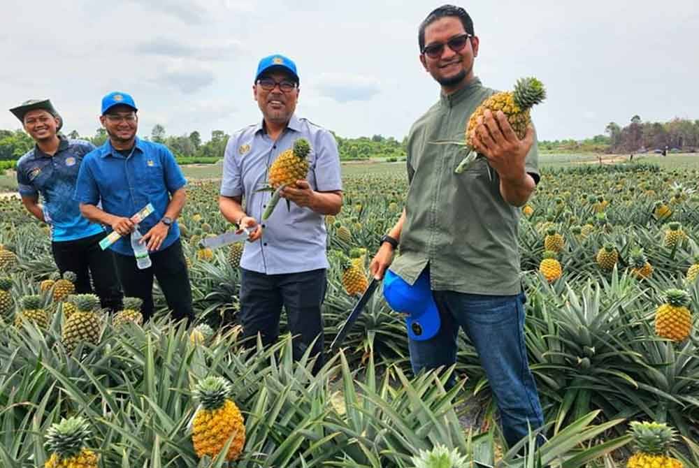 Sheikh Umar (kanan) menunjukkan nanas yang ditanam dan mempunyai permintaan eksport ke luar negara. Foto LPNM