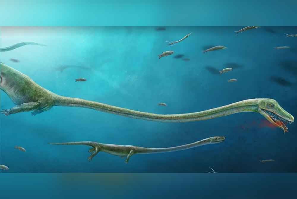 Fosil reptilia marin Dinocephalosaurus orientalis yang dikatakan berusia 240 juta tahun buat pertama kali dapat digambarkan sepenuhnya hasil penyelidikan saintis