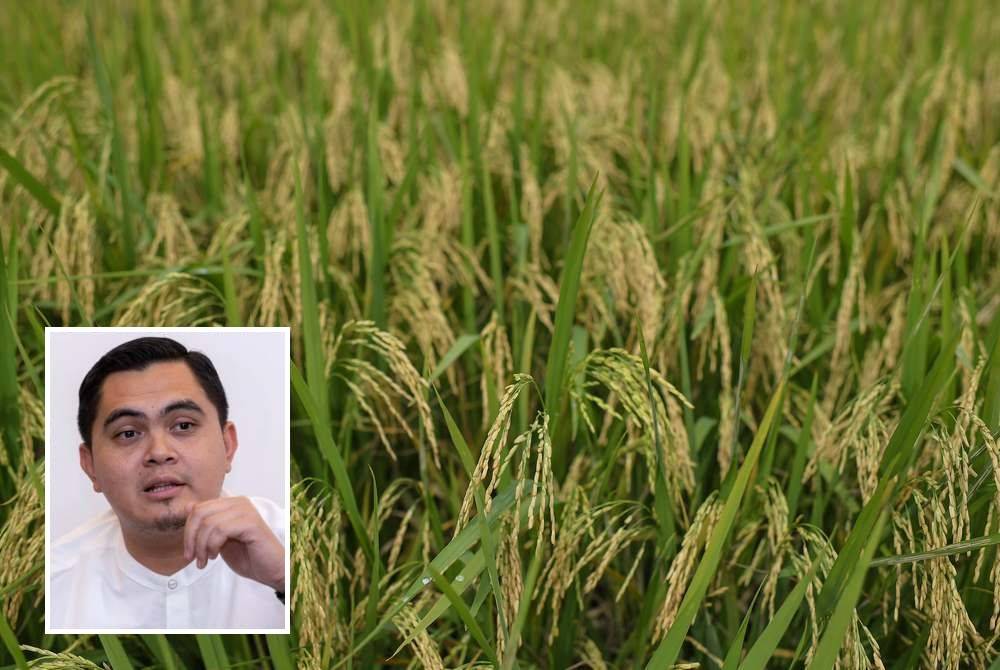 Pesawah mungkin tidak akan lagi berminat untuk melakukan aktiviti pertanian jika bayaran yang diterima tidak setimpal dengan usaha dilakukan. - Gambar hiasan (Gambar kecil: Muhamad Akmal)