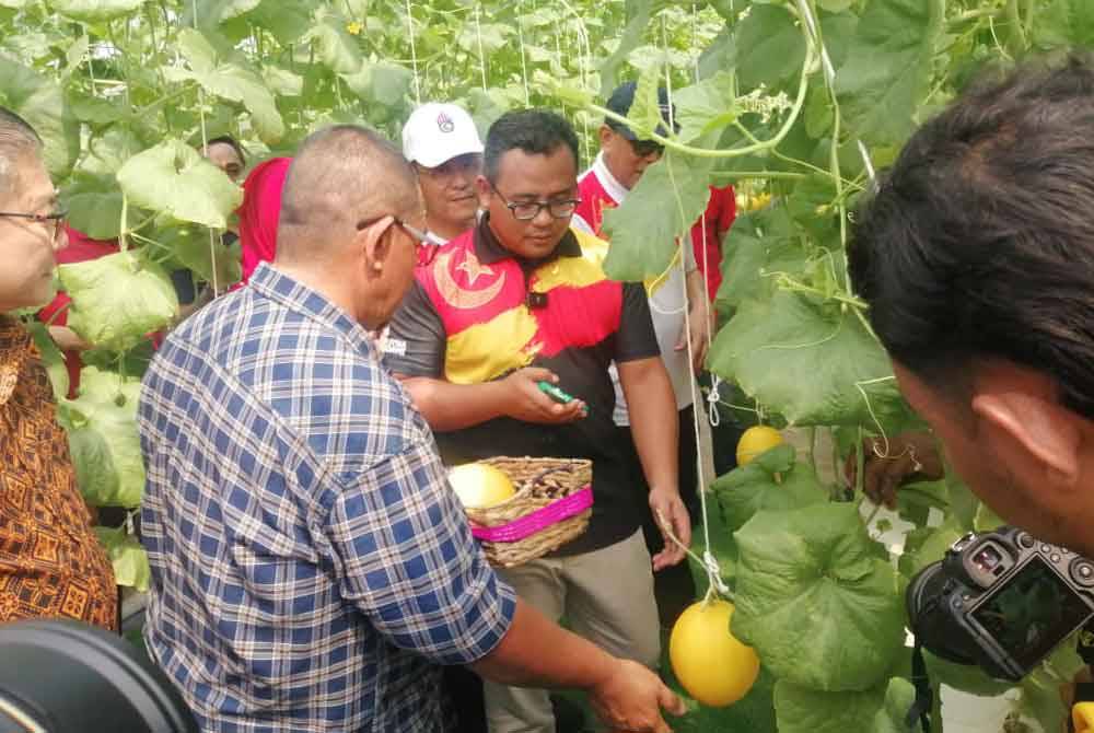 Amirudin melihat hasil melon ditanam menggunakan kaedah hidroponik di Pandan Indah pada Sabtu.