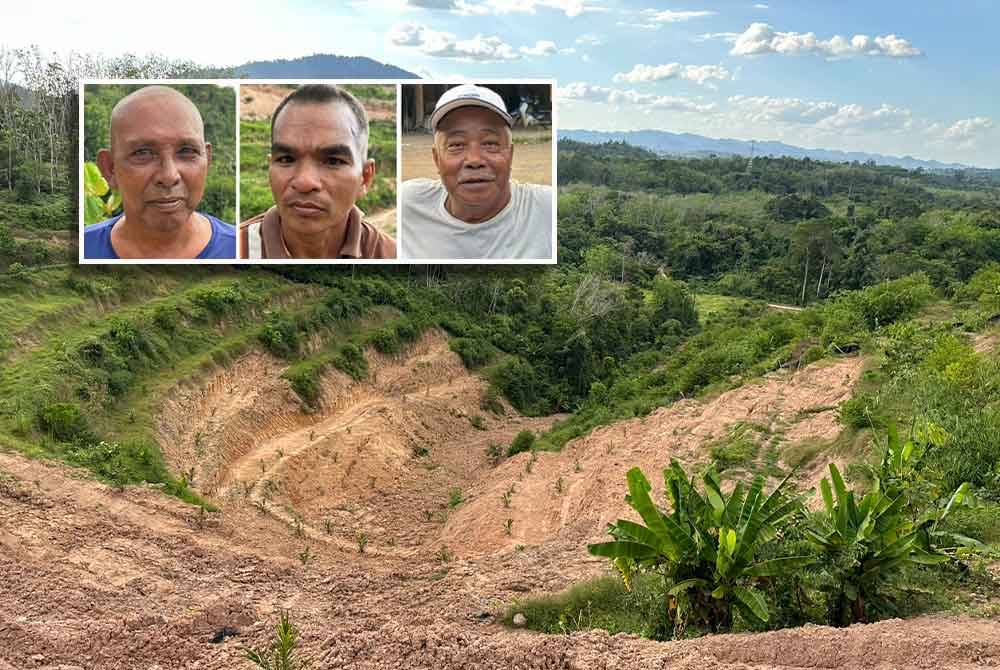 Kebun sawit penduduk yang dimusnahkan oleh gajah liar hingga mereka kerugian. Gambar kecil dari kiri: Rosdi, Fauzi, dan Manshor