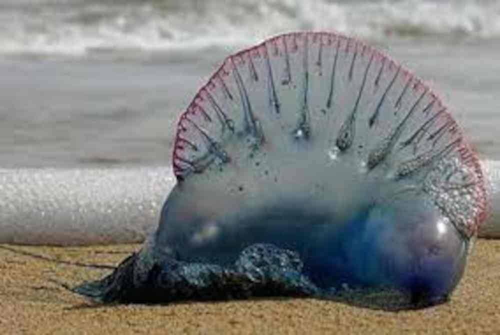 Kesemua mangsa telah disengat ubur-ubur dipercayai daripada spesies Physalia Physalis atau dikenali sebagai ‘Portuguese Man of War’. Foto Bernama