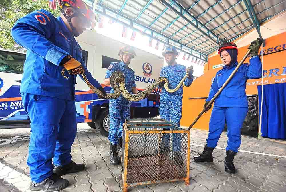 Cuaca panas APM Seremban tangkap 366 ekor ular sejak Januari