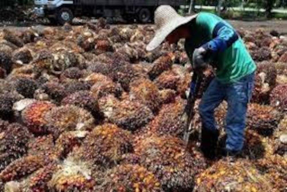 Malaysia dan China kini boleh bekerjasama untuk bersama-sama mempromosikan kestabilan rantaian bekalan minyak sawit di kedua-dua negara serta Persijilan Minyak Sawit Mampan Malaysia (MSPO) untuk makanan, bukan makanan, biobahan api dan makanan ternakan di China.