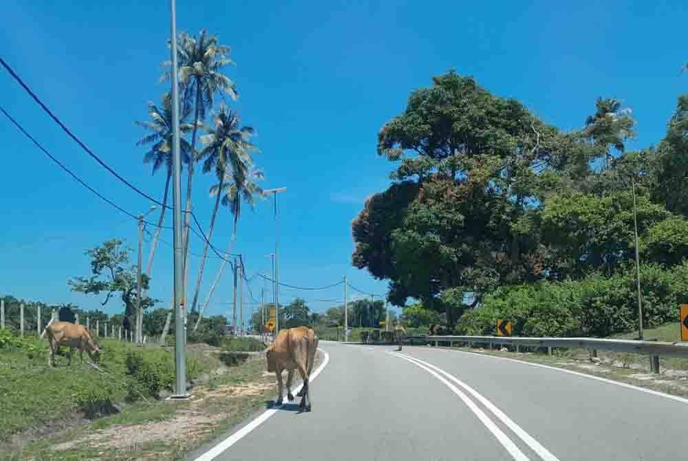 Beberapa ekor lembu kelihatan meragut rumput di tepi jalan Kampung Telok Sisik, Endau, Mersing.