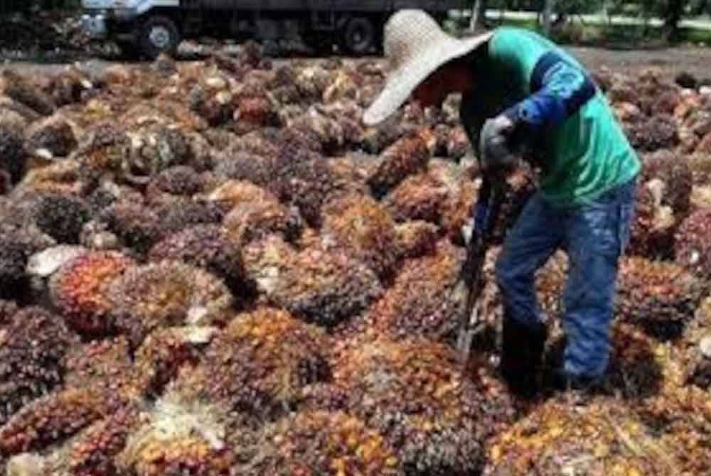 Sektor perladangan di negara kekurangan hampir 40,000 pekerja ketika ini. Gambar hiasan