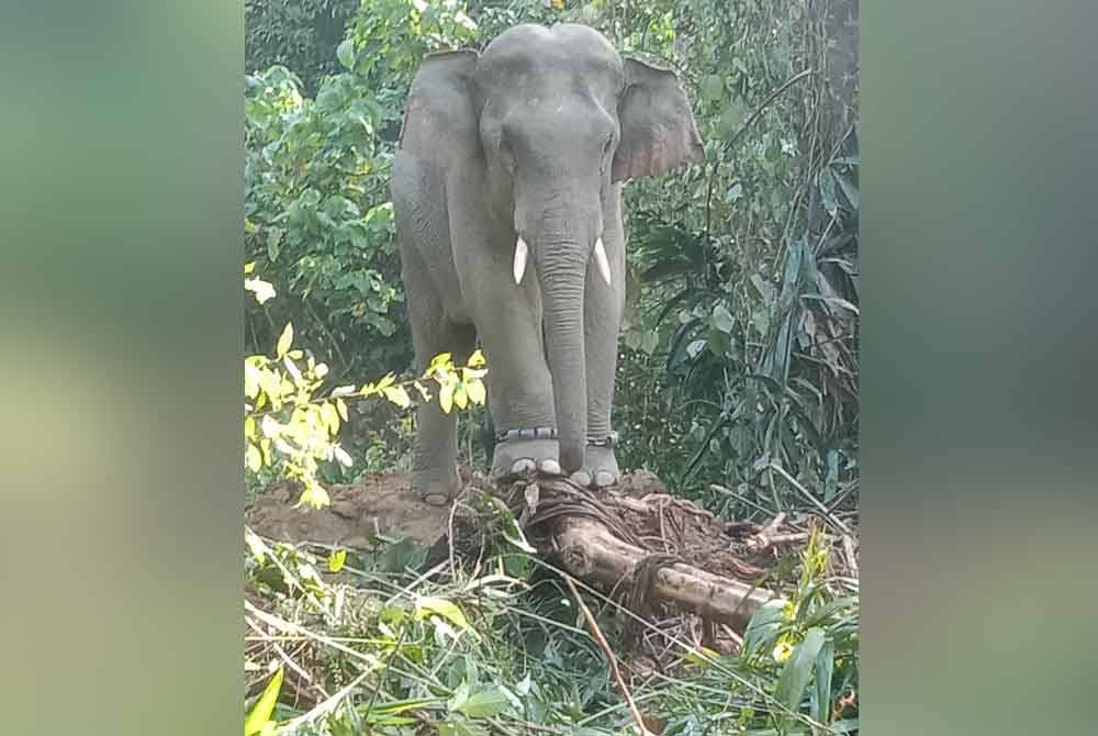 Gajah liar yang mengganggu penduduk ditangkap kelmarin