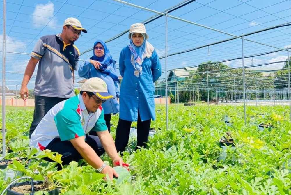 Pertanian tembikai turut diusahakan. Gambar hiasan