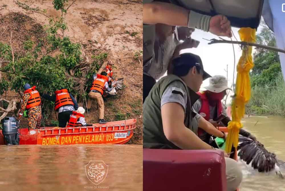 Anggota bomba membantu membawa burung helang yang diselamatkan ke tebing sebelum dilepaskan di tempat selamat. Gambar kanan: Tangkap layar video tular memaparkan detik Tengku Hassanal membantu menyelamatkan burung helang yang tersangkut tajur ketika perjalanan menuju ke Jeti Kampung Ganding daripada Pasir Tambang Kuala Tembeling sempena Jelajah Mahkota Mudik Sungai Pahang 2024 pada Rabu.