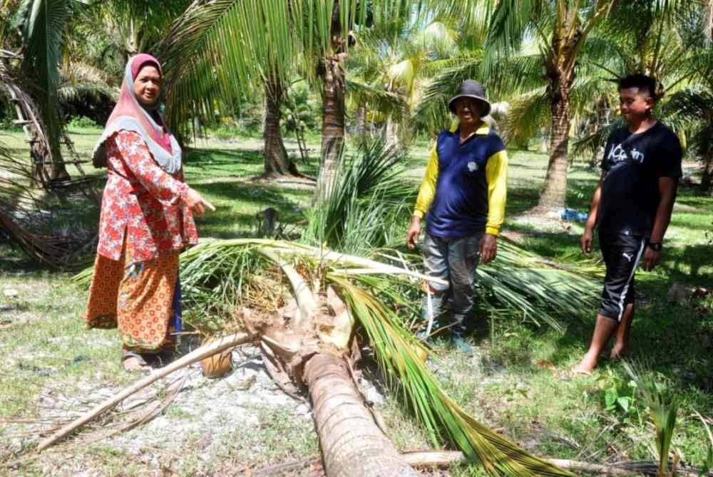 Zainun menunjukkan sebatang daripada dua pokok kelapa miliknya yang dimusnahkan gajah tersesat di Kampung Gong Layat dekat Beting Lintang pada Khamis.