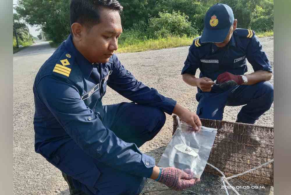 Pegawai Jabatan Perikanan Selangor menunjukkan antara anak kerang yang dirampas menerusi serbuan dan operasi dijalankan baru-baru ini.