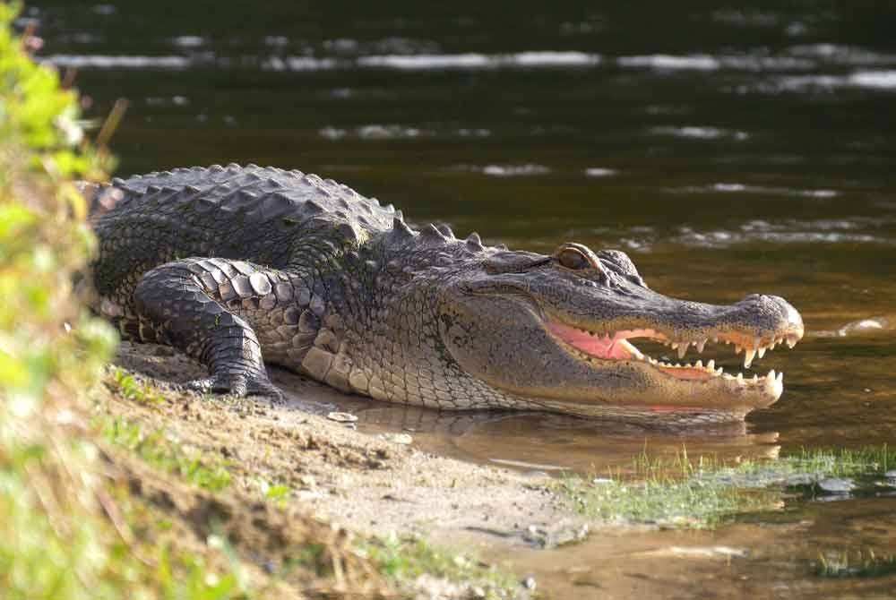 Seorang lelaki dikhuatiri dibaham buaya ketika mencari lokan di Sungai Kalabakan di Kampung Mangga Kalabakan pada Sabtu. Foto hiasan