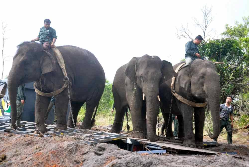 Perhilitan menggunakan dua ekor gajah denak, Suria (kiri) dan Indah (kanan) dalam operasi memindahkan seekor gajah liar jantan di Kampung Dendong dekat Tembila hari ini. Foto Bernama