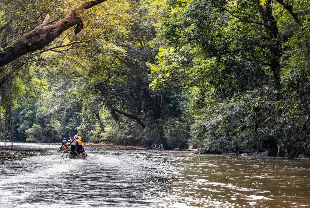 Perhilitan tingkat program kawalan menyeluruh di Taman Negara dan kawasan perlindungan hidupan liar bagi membanteras aktiviti itu. Foto hiasan 123RF