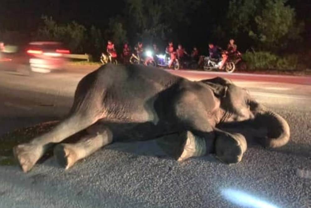 Keadaan gajah liar yang dipercayai cedera selepas dirempuh sebuah SUV di Setiu pada malam Jumaat. 