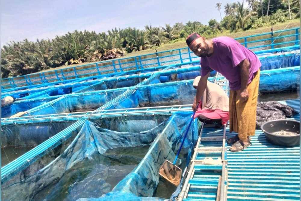 Azhar memilih anak ikan yang tidak sihat untuk diasingkan di sangkar ikannya di Kampung Sungai, Bachok pada Isnin.