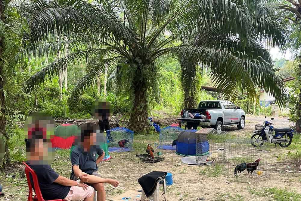 Sebahagian suspek yang ditahan bersama ayam laga dalam serbuan D7 IPK Perak di Kuala Kangsar pada Ahad. Foto ihsan pembaca