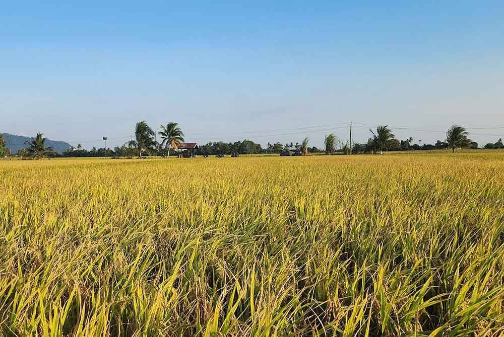 Kebimbangan faktor cuaca menjadikan bekalan BPT menurun dan harga BPI semakin tinggi menjadikan keadaan lebih rumit. - Foto Pesawah