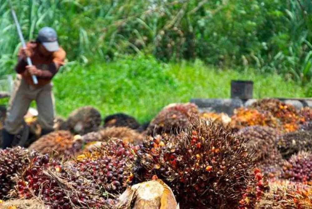 Industri sawit terjejas dan menghadapi masalah untuk mengupah pekerja asing selepas kerajaan membekukan kuota pengambilan pekerja asing disebabkan lebihan pekerja asing ketika ini adalah bagi sektor perkilangan dan perkhidmatan. Gambar hiasan