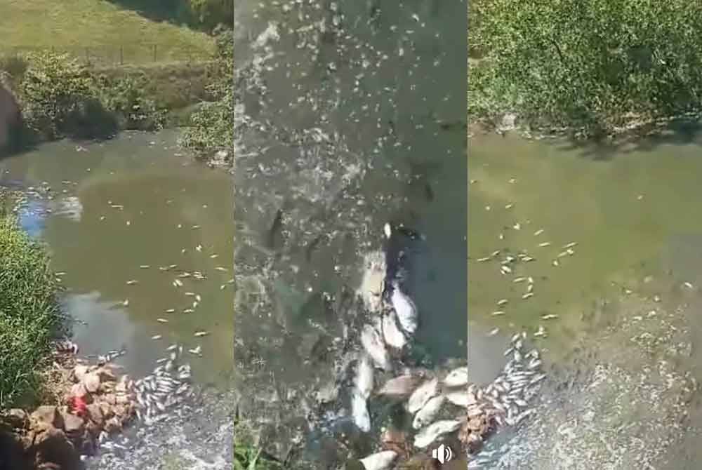 Ribuan Ikan Mati Dalam Tasik Akibat Pencemaran Loji Kumbahan Jas Sinar Harian