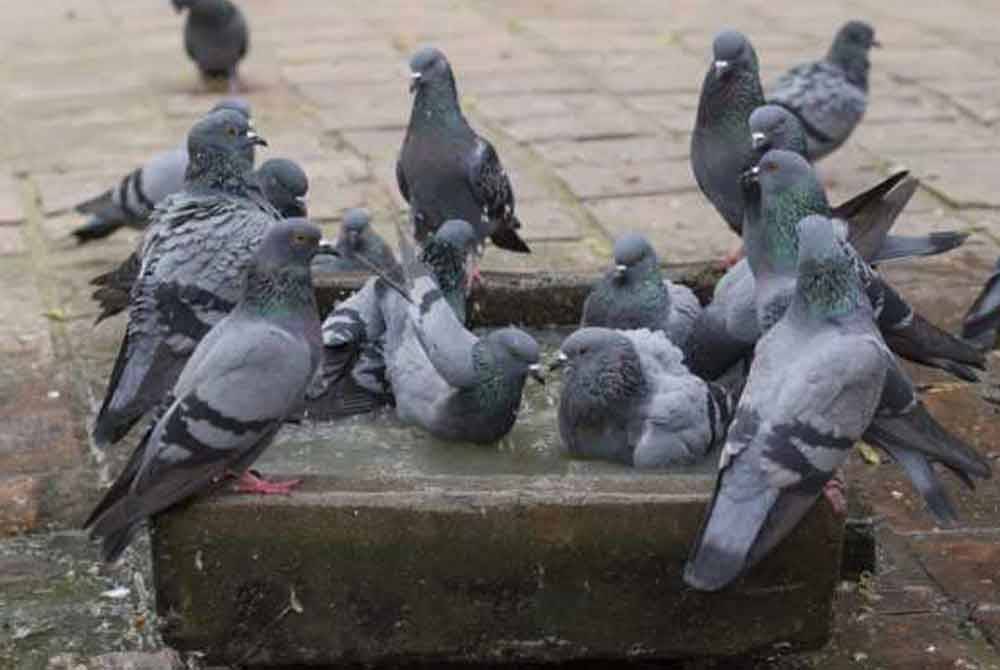 Perbuatan memberi makan kepada burung merpati menjejaskan kebersihan di kawasan-kawasan tertentu serta imej Pulau Pinang sekiranya tidak dibendung dan dikawal. Gambar hiasan