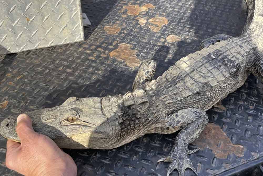 Buaya sepanjang 1.2 meter yang ditangkap nelayan di Tasik Norris, Tennessee. - Agensi