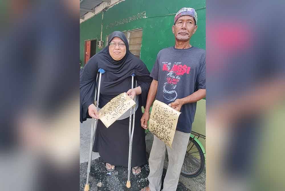 Nafisah dan Johari menunjukkan kertas pelekat lalat digunakan bagi menangani gangguan serangga berkenaan.