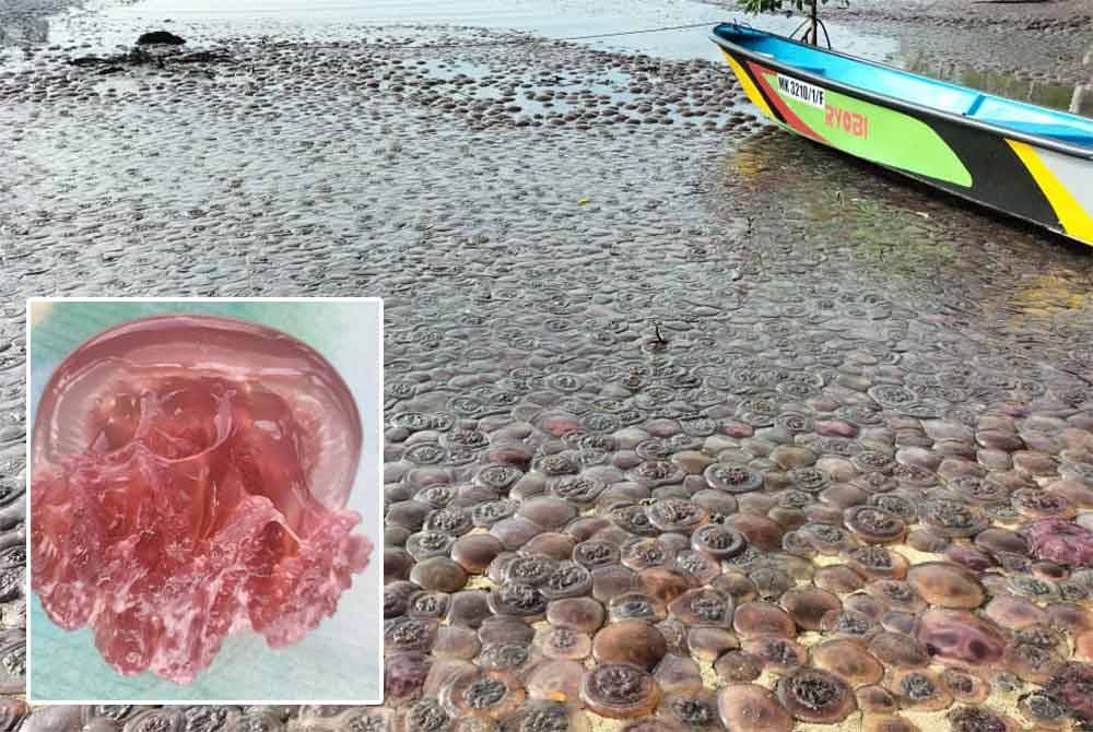 Hamparan ubur-ubur di pesisir pantai Kampung Jangkit, Kuala Penyu. Gambar kecil: Ubur-ubur jenis &#039;tomato jellyfish&#039; atau nama saintifiknya Lobonemoides Robustus tidak berbahaya namun memberi kesan gatal pada badan jika tersentuh.