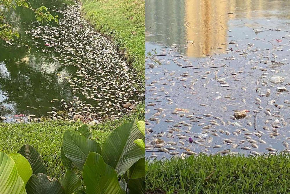 Ratusan ikan ditemukan mati di Tasik Taman Danau Kota dalam kejadian Isnin lalu.