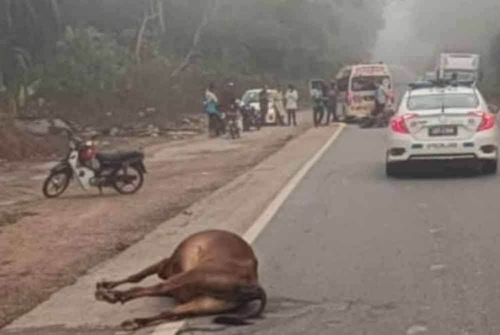 Sebanyak 23 kes kemalangan melibatkan lembu direkodkan di kawasan Kuala Krai bermula Januari tahun ini.