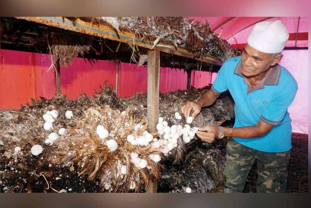 Pengusaha cendawan Volvariella, Ismail Ibrahim, 67, mengutip cendawan Volvariella yang ditanam di khemahnya di Kampung Musa. Foto Bernama