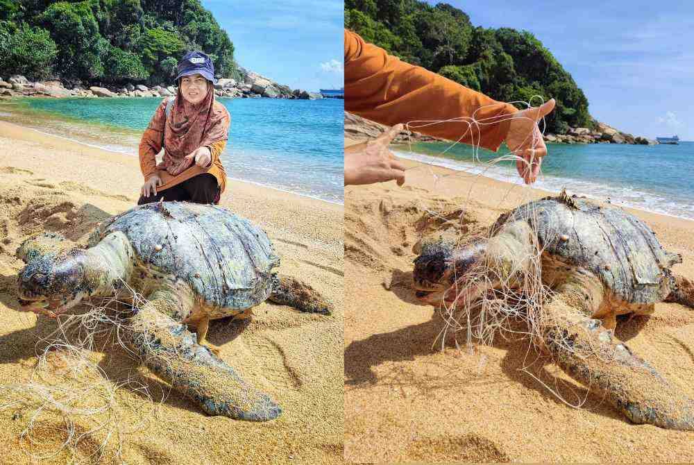 Normazita menunjukkan penyu agar jantan yang ditemukan mati di Pantai Chakar Hutan, Kertih dipercayai akibat terjerut pukat pari yang dipasang di tengah laut.