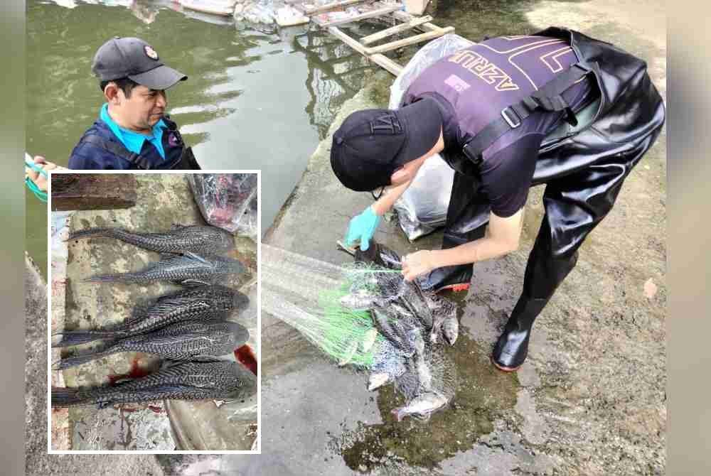 DOF melaksanakan operasi menangkap ikan bandaraya bagi memastikan spesies ikan asli di sungai negara terpelihara. Gambar kecil: Antara ikan bandaraya yang ditemui di sungai negara.