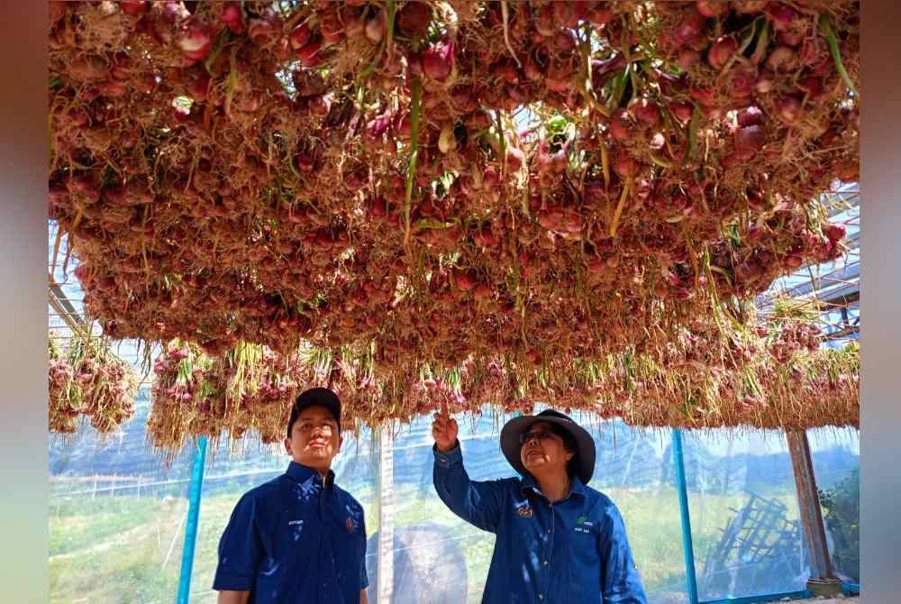 Arthur Joseph (kiri) bersama Nor Sam melihat prosea pengeringan bawang yang siap dituai menerusi projek perintis tanaman bawang di Kampung Ladang Bikam, Sungkai pada Rabu.