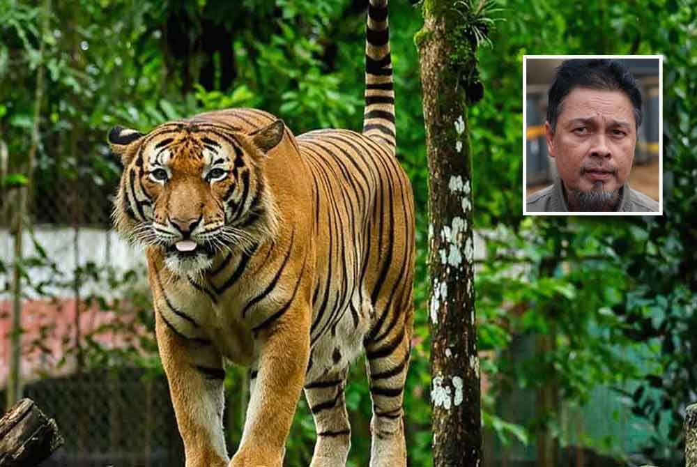 Seorang lelaki Orang Asli cedera selepas diserang harimau belang ketika menyumpit di hutan Sungai Kenarong dekat Taman Negeri Royal Belum pada Rabu. (Gambar kecil: Yusoff) Gambar hiasan