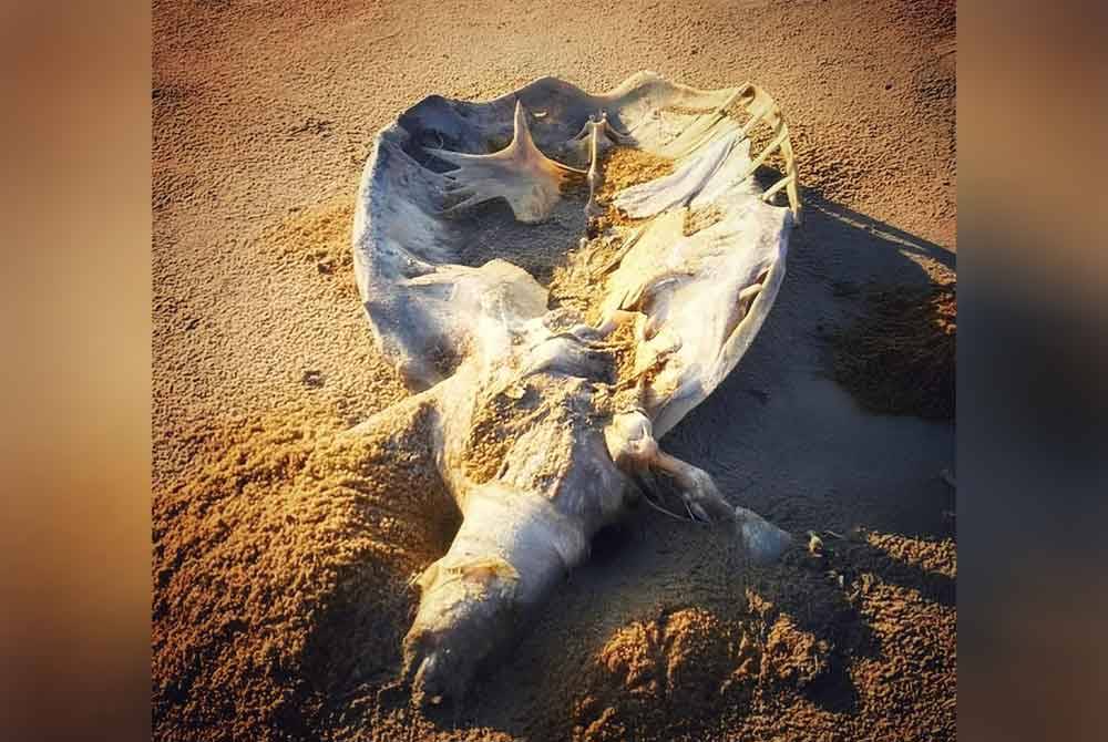 Bangkai seekor penyu yang telah reput dan hanya tinggal cengkerang dijumpai terdampar di Pantai Sura, Dungun pada pagi Khamis.